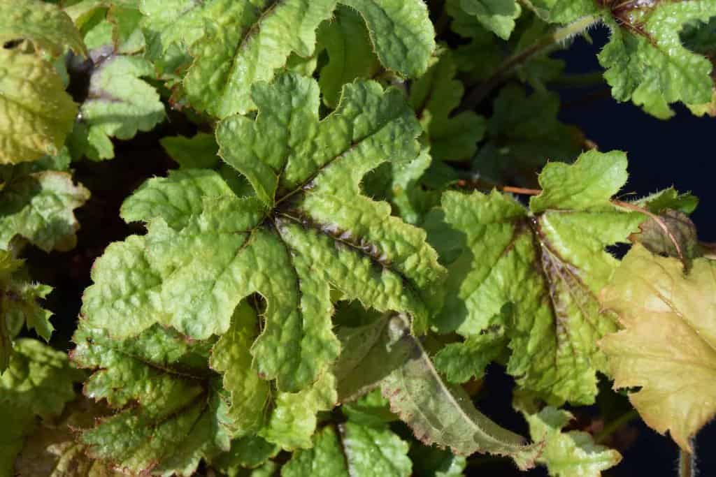 Heucherella 'Kimono' ® ---